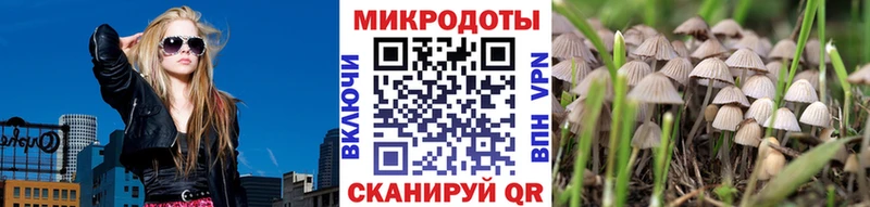 где купить   Ейск  Галлюциногенные грибы Psilocybine cubensis 